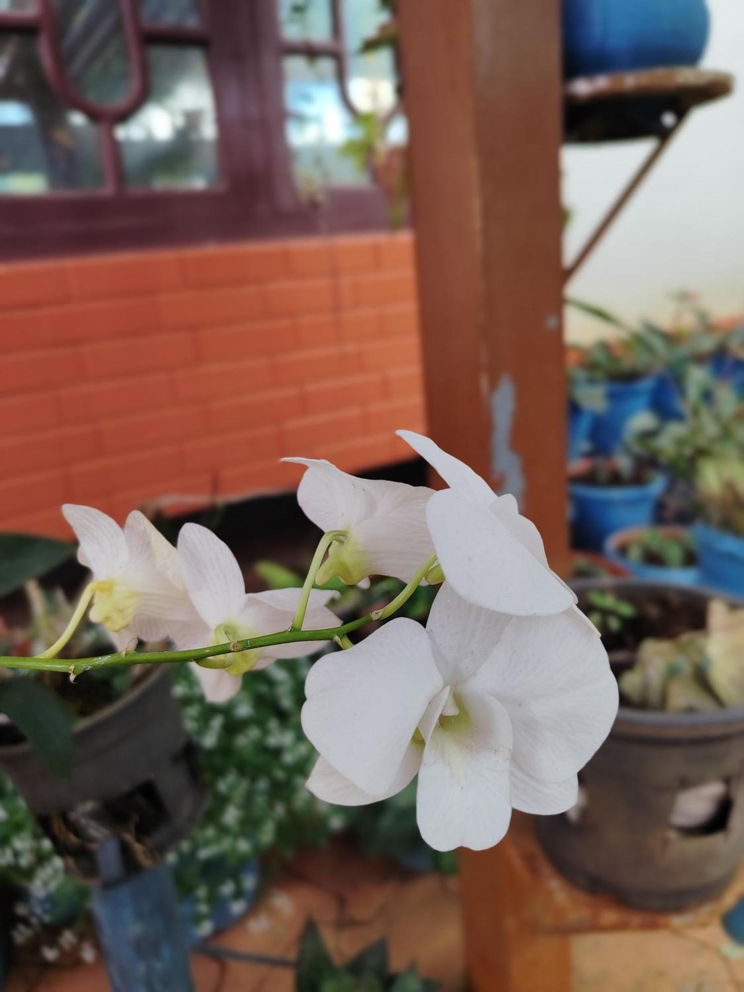 Shivalaya Homestay, Madikeri Siddapura  Екстер'єр фото